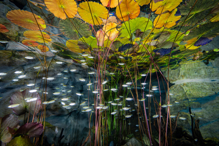 Atlanta Science Festival At Home Aquarist