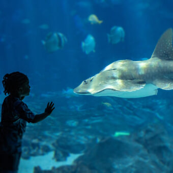 Celebrating 20 Years of Georgia Aquarium 2