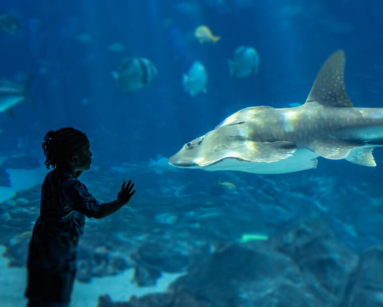 Celebrating 20 Years of Georgia Aquarium 2