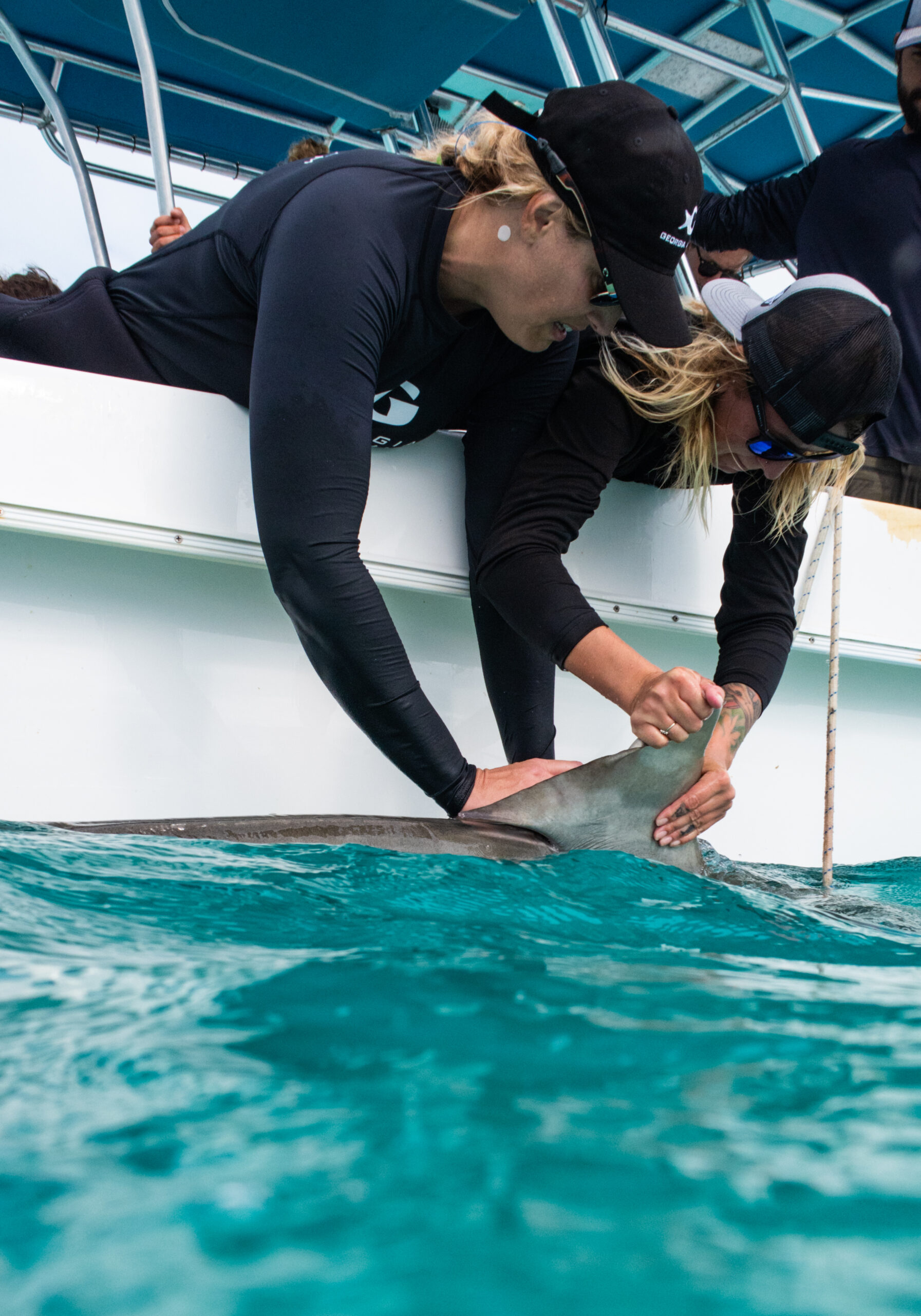 The Secret Journeys of Giant Tiger Sharks 1