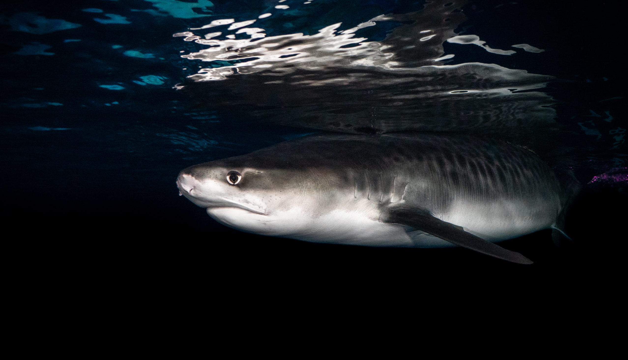 The Secret Journeys of Giant Tiger Sharks 3