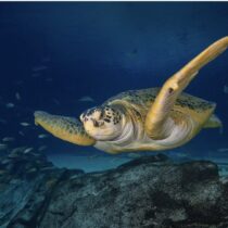 Stories of Survival: Georgia Aquarium’s Rescued Residents